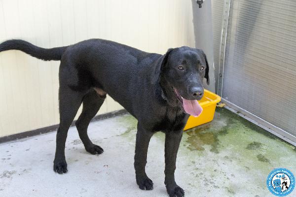 NERONE: DOLCEZZA IN FORMATO XL.. Foto 4